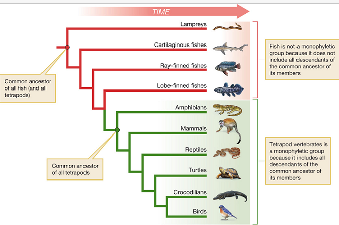 Fish Classification Chart: A Visual Reference Of Charts | Chart Master